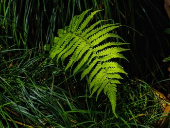 Close-up of fern growing on land