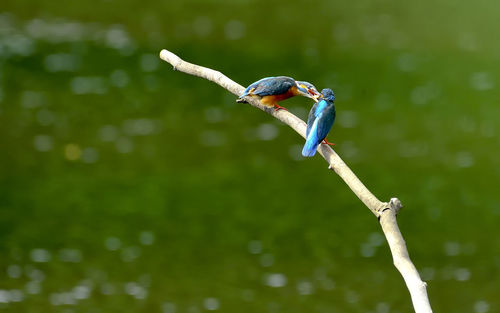 Bird perching on a branch