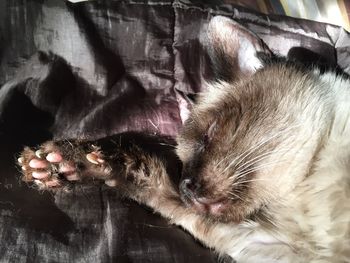 Close-up of cat sleeping