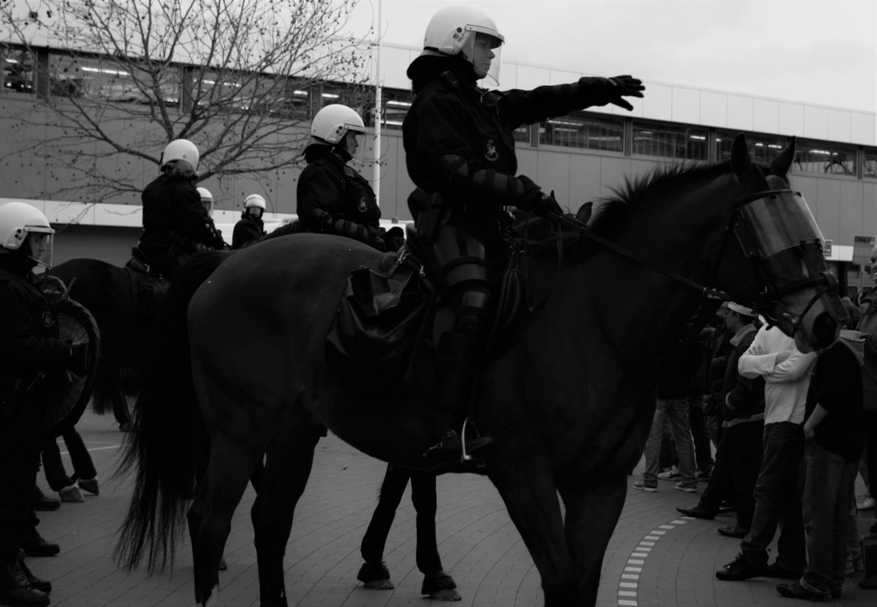 Police horse