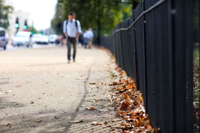 Low angle view of fallen leaves along sidewalk