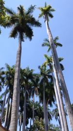 Low angle view of coconut palm trees against sky