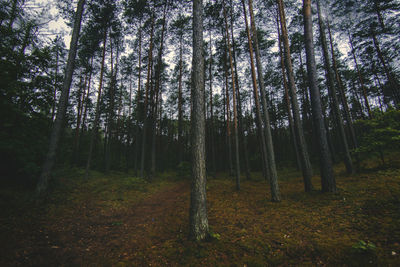 Trees in forest