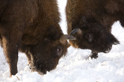 View of two horses on snow covered land