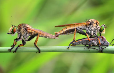 Close-up of insect