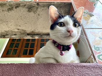 Close-up portrait of a cat