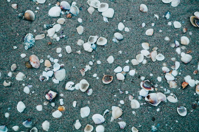 High angle view of shells on sand