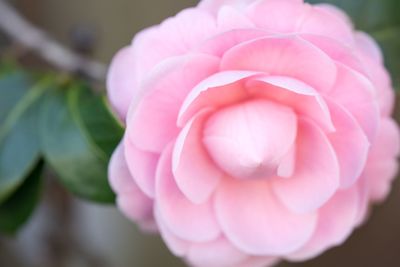 Close-up of pink rose blooming