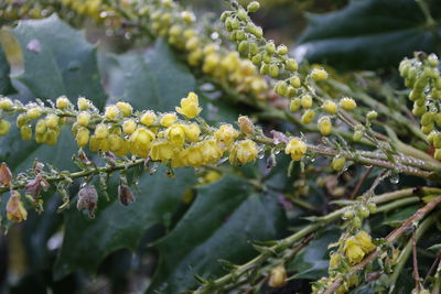 Close-up of flowering plant