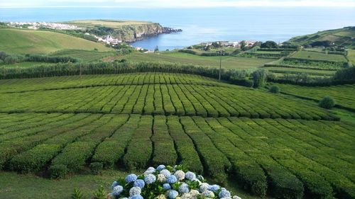 Scenic view of agricultural field by sea