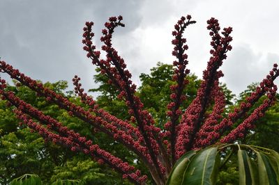 Low angle view of flower tree against sky