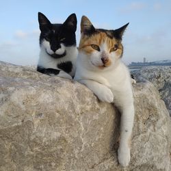 Portrait of cats sitting