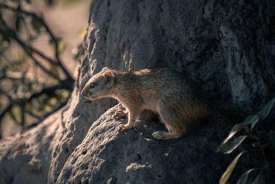 Close-up of squirrel