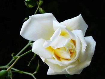 Close-up of white rose