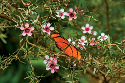 Close-up of a colorful butterfly on top of flowers in horto florestal, near campos de jordao, brazil