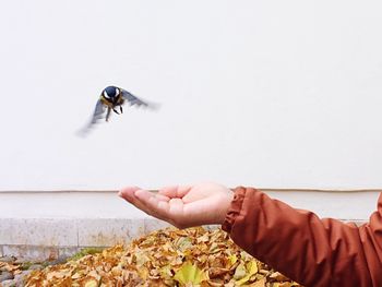 Person setting titmouse free