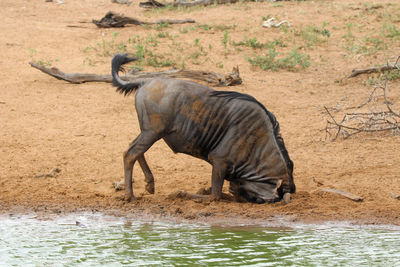 Blue wildebeest, digging with horns, next to water hole, natural environment. mkuze game reserve. 