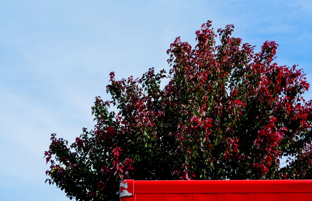 tree, growth, low angle view, nature, red, beauty in nature, branch, sky, day, no people, flower, outdoors, freshness