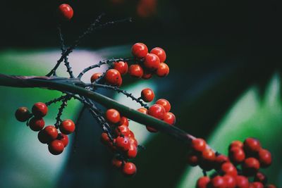 Red berries on tree