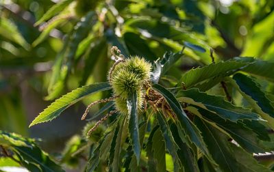 Close-up of plant