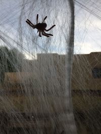 Close-up of spider against sky