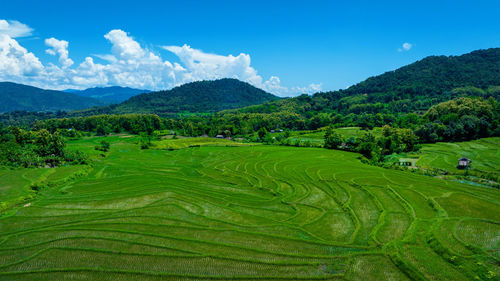 Scenic view of agricultural field against sky