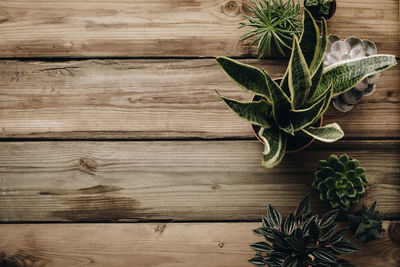 High angle view of potted plant on wooden table