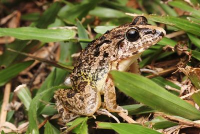 Close-up of a frog on land