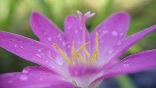 Close-up of wet purple crocus flower
