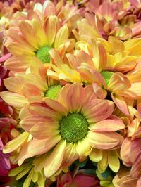 Close-up of yellow flower