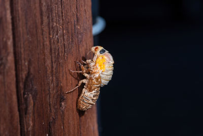 Close-up of insect on tree trunk