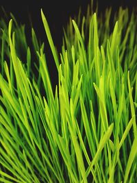 Full frame shot of fresh green plants