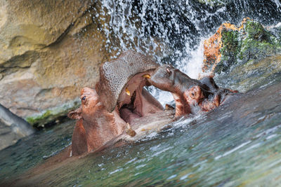 Two hippos playing with each other immersed in water opening their immense jaws.