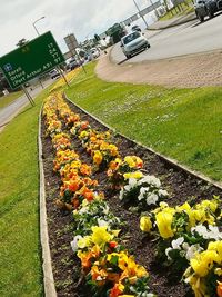 High angle view of yellow flowering plants on street