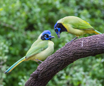 Close-up of parrot perching on branch