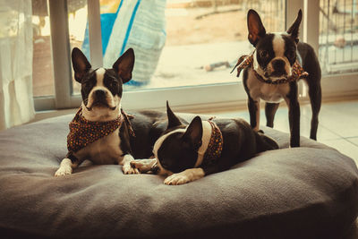 Two dogs relaxing on bed at home