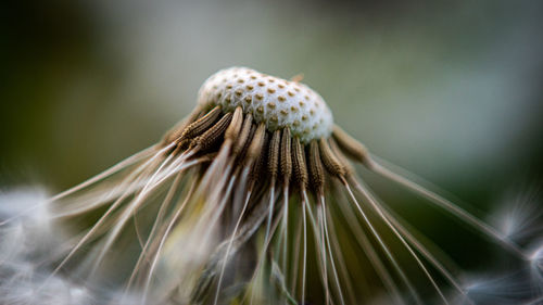 Dandelion seed head