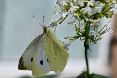 Close-up of insect on flower