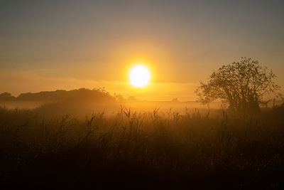 Silhouette plants on field against sky during sunrise