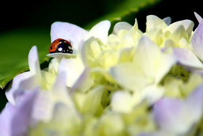 Ladybug on hydrangea