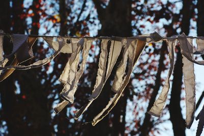 Close-up of clothes hanging on tree