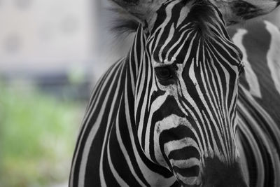 Portrait of zebra in a grassland.