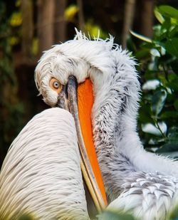 Close-up of a bird