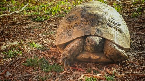 Close-up of tortoise on field