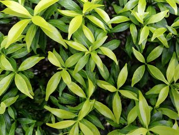 Full frame shot of green leaves