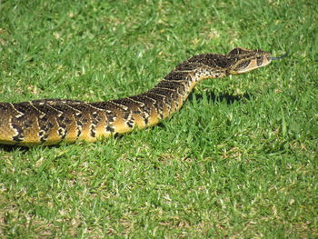 Lizard on field
