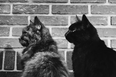 Close-up of cat against brick wall