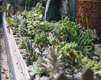 Close-up of potted plants