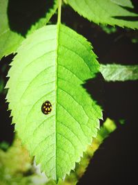 Close-up of insect on leaf