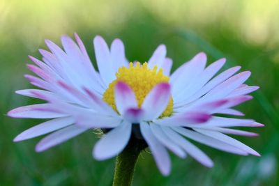 Close-up of purple flowering plant